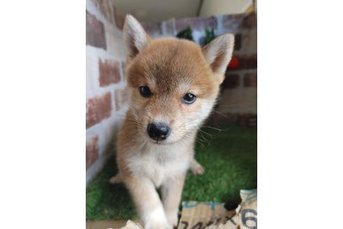 成約済の鹿児島県の柴犬-359101の2枚目