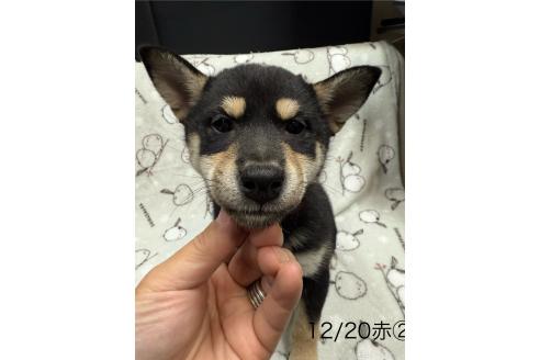 成約済の愛知県の柴犬-345641の1枚目