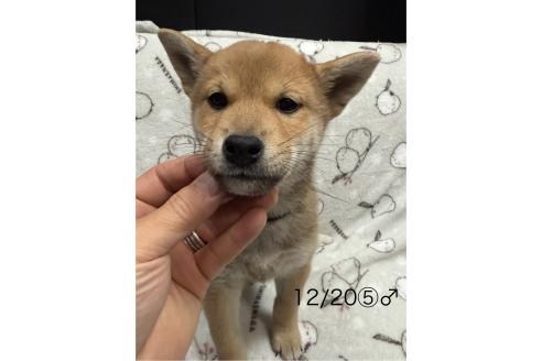 成約済の愛知県の柴犬-348629の4枚目