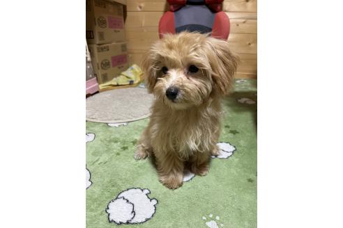 成約済の埼玉県のマルプー:マルチーズ×トイプードル-342609の14枚目