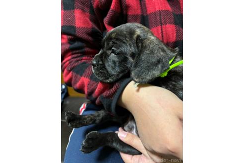 成約済の栃木県のミックス犬-359268の4枚目