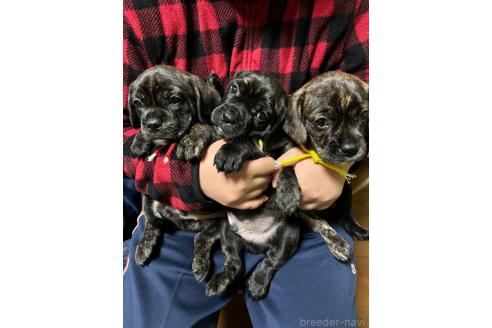 成約済の栃木県のミックス犬-359268の3枚目