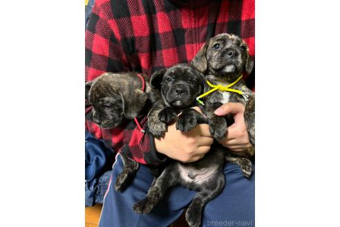 成約済の栃木県のミックス犬-359268の2枚目