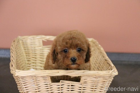 販売中の京都府のトイプードル-355091の7枚目