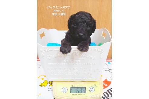 成約済の大阪府のタイニープードル-354558の5枚目
