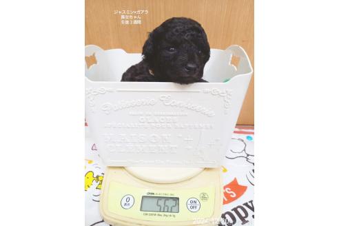 成約済の大阪府のタイニープードル-354559の3枚目