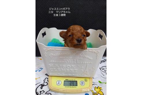 成約済の大阪府のタイニープードル-354561の4枚目