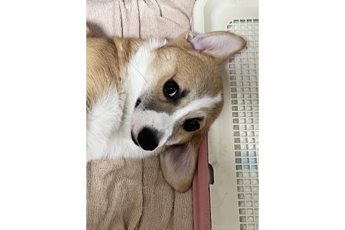 販売中の愛知県のウェルシュコーギーペンブローク-346919の4枚目