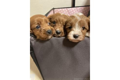 成約済の神奈川県のキャバプー:キャバリア×トイプードル-356735の3枚目