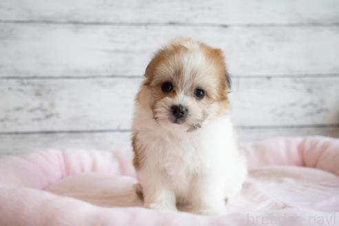 成約済の北海道のミックス犬-359323の6枚目