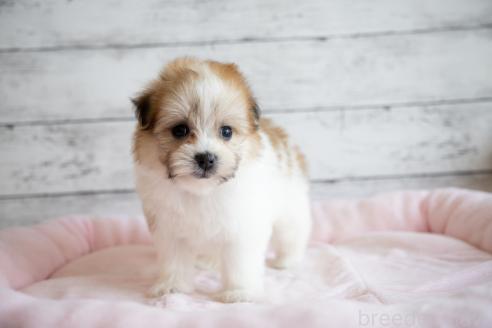 成約済の北海道のミックス犬-359323の5枚目