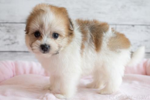 成約済の北海道のミックス犬-359323の4枚目