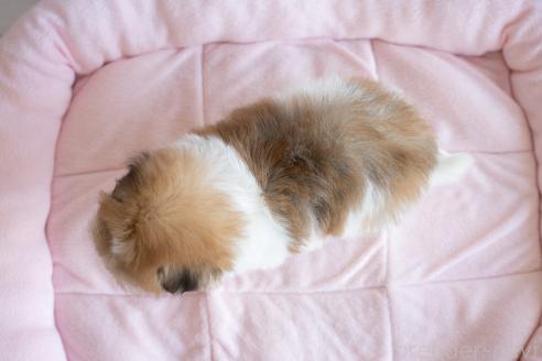 成約済の北海道のミックス犬-359323の3枚目