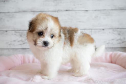 成約済の北海道のミックス犬-359323の2枚目