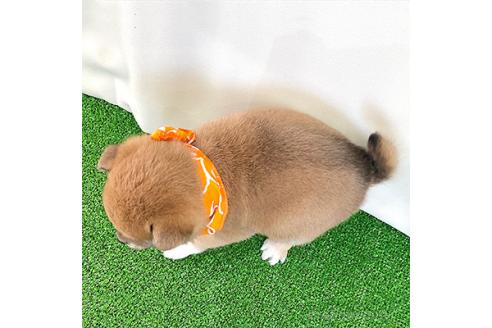 成約済の神奈川県の豆柴-359310の2枚目