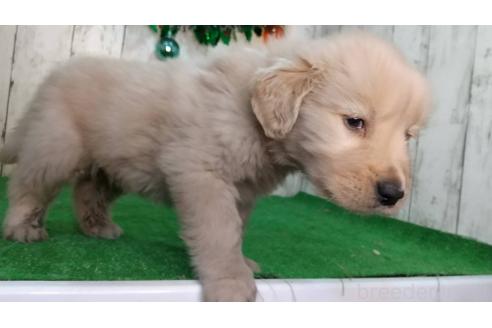 成約済の三重県のゴールデンレトリーバー-356085の3枚目