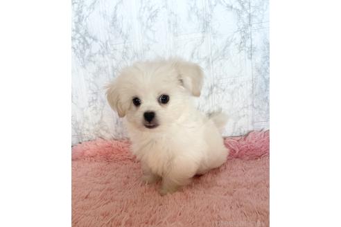 成約済の北海道のミックス犬-353146の5枚目