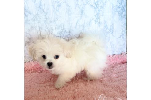 成約済の北海道のミックス犬-353146の2枚目