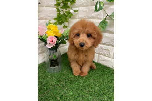 成約済の岡山県のチワプー:チワワ×トイプードル-352778の7枚目