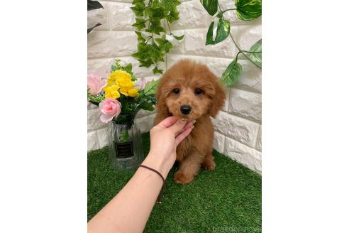 成約済の岡山県のチワプー:チワワ×トイプードル-352778の2枚目