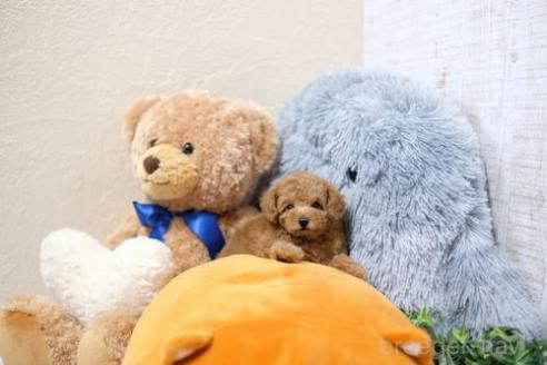 成約済の滋賀県のトイプードル-359364の4枚目