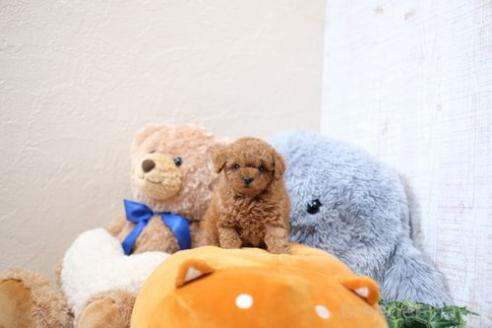 成約済の滋賀県のトイプードル-359369の2枚目