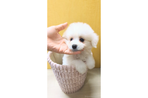 成約済の茨城県のミックス犬-359407の4枚目