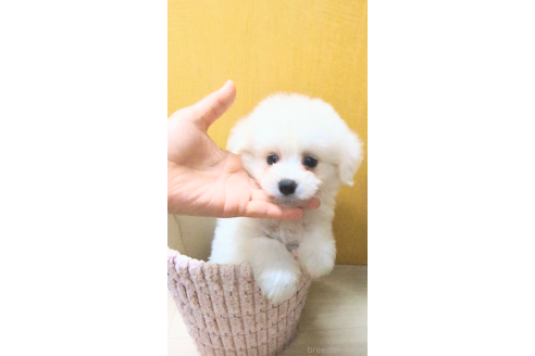成約済の茨城県のミックス犬-359407の3枚目