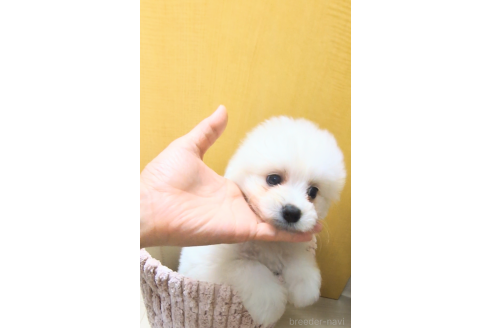 成約済の茨城県のミックス犬-359407の2枚目