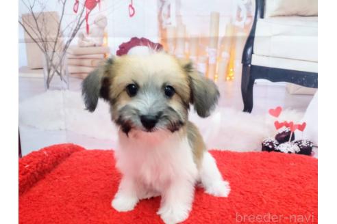 成約済の北海道のミックス犬-349203の1枚目