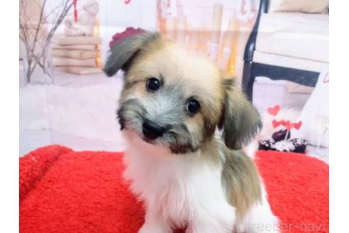 成約済の北海道のミックス犬-349203の6枚目