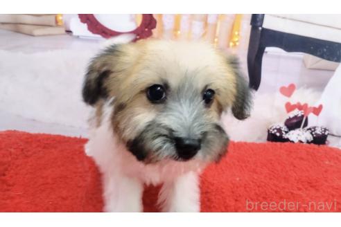 成約済の北海道のミックス犬-349203の5枚目