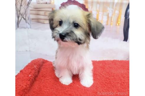 成約済の北海道のミックス犬-349203の4枚目