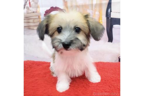 成約済の北海道のミックス犬-349203の3枚目