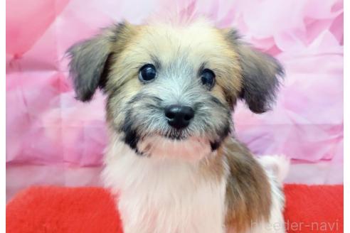 成約済の北海道のミックス犬-349203の2枚目