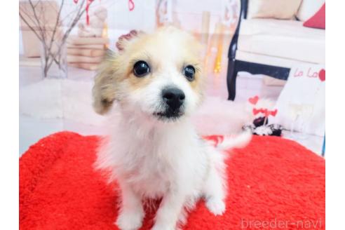 成約済の北海道のミックス犬-349198の4枚目