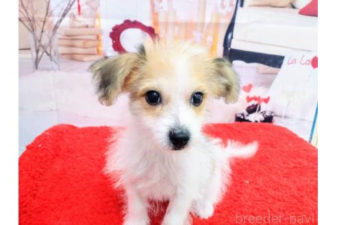 成約済の北海道のミックス犬-349198の3枚目