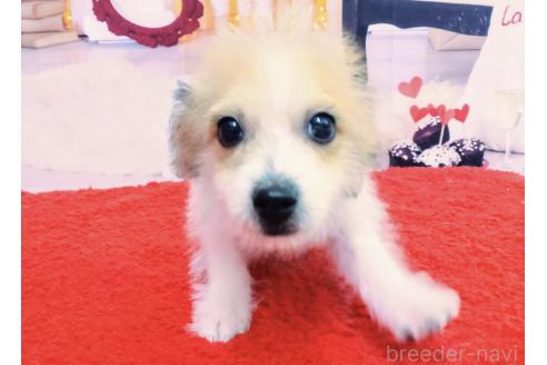 成約済の北海道のミックス犬-349198の2枚目