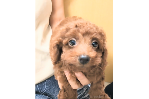 成約済の茨城県のトイプードル-359408の3枚目