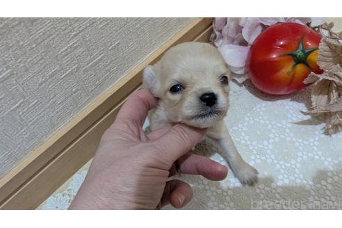 成約済の広島県のチワプー:チワワ×トイプードル-358081の83枚目