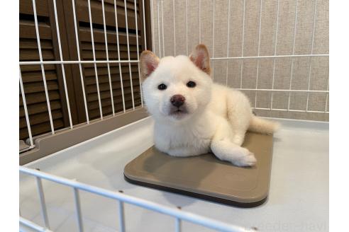 成約済の兵庫県の豆柴-357765の2枚目