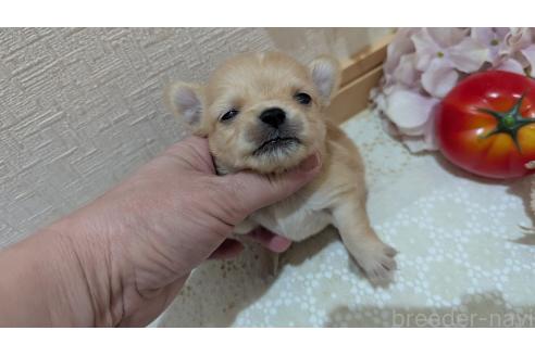 成約済の広島県のチワプー:チワワ×トイプードル-358079の94枚目