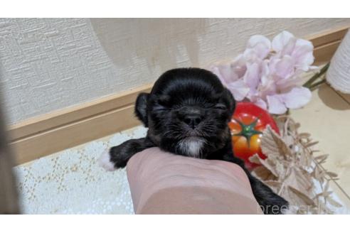 成約済の広島県のチワプー:チワワ×トイプードル-358071の125枚目
