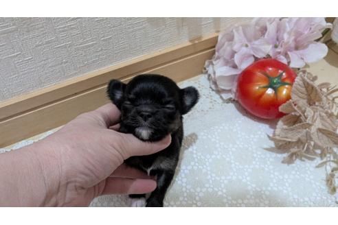 成約済の広島県のチワプー:チワワ×トイプードル-358071の120枚目