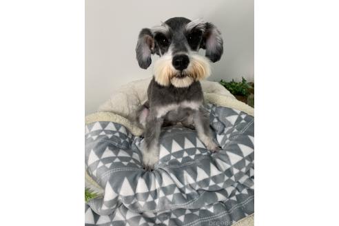 わらびちゃん1枚目