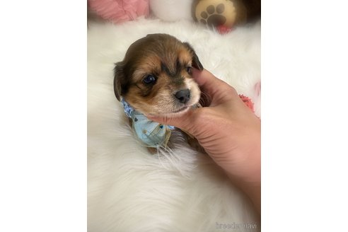 成約済の香川県のチワックス:チワワ×ミニチュアダックスフンド-359281の5枚目