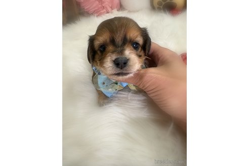 成約済の香川県のチワックス:チワワ×ミニチュアダックスフンド-359281の6枚目