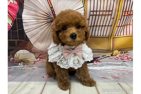 成約済の広島県のタイニープードル-352042の1枚目