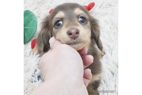 成約済の兵庫県のミニチュアダックスフンド(ロングヘアード)-359342の1枚目