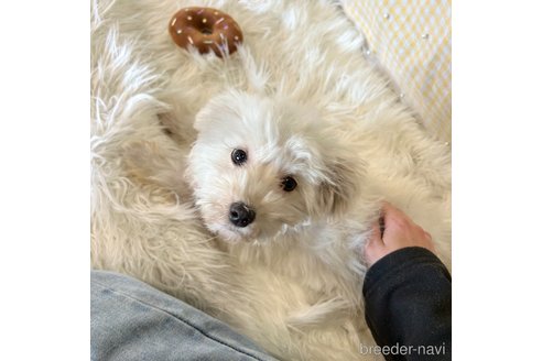 成約済の栃木県のマルプー:マルチーズ×トイプードル-343754の24枚目